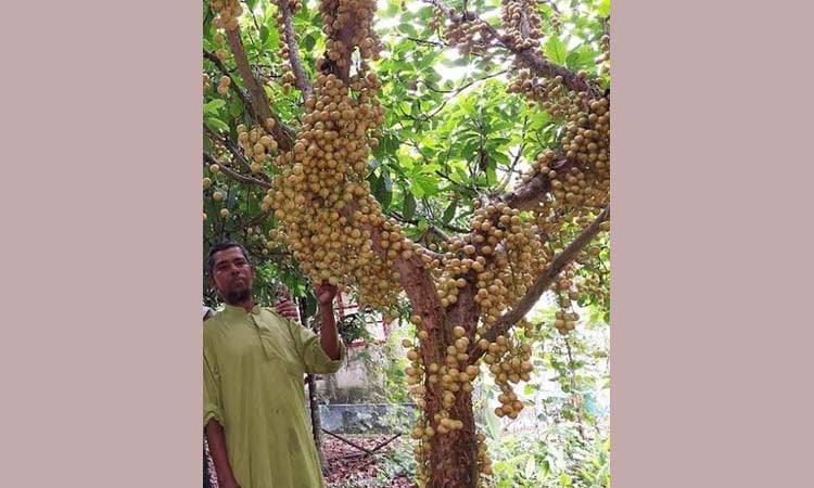 শেরপুরের পাহাড়ে বাড়ছে লটকন চাষ